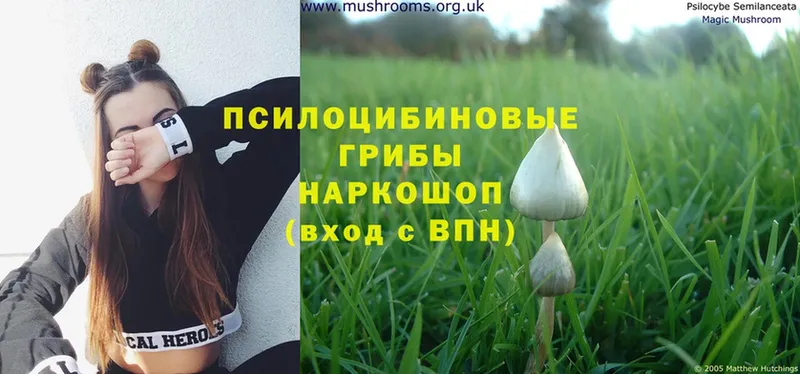 Псилоцибиновые грибы Cubensis  закладки  Джанкой 